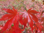 FZ009406 Red mable leaves.jpg